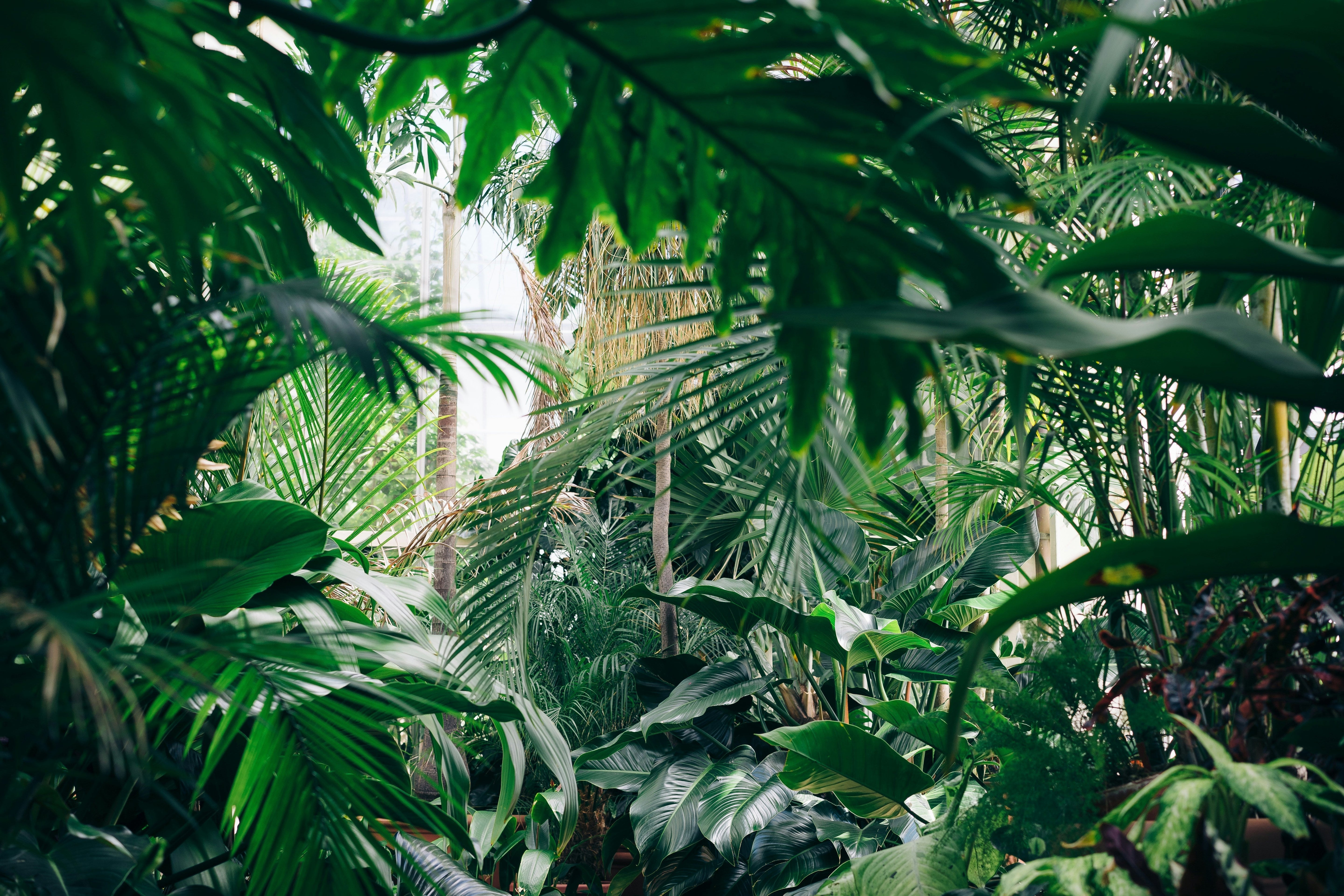 The Jungle : New Rewards